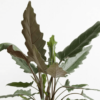 Alocasia 7G (Lauterbaachiana)
