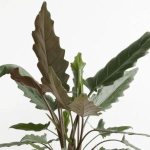 Alocasia 7G (Lauterbaachiana)