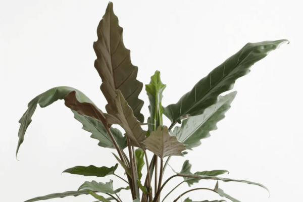 Alocasia 7G (Lauterbaachiana)