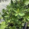 Ficus Green Island 3G