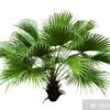 Chinese fan 15G (Livistonia Chinensis)