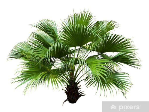 Chinese fan 15G (Livistonia Chinensis)