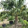 Cocotrinax p/mtr