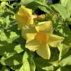 Allamanda 3G ( kelki heel ) (Allamanda schottii)