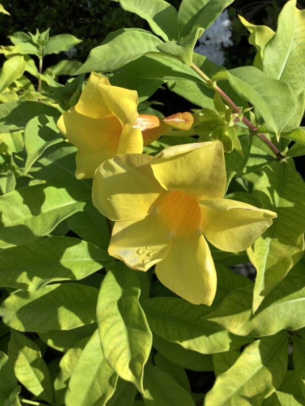Allamanda 3G ( kelki heel ) (Allamanda schottii)