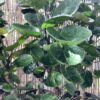 Aralia Fabian 1G (aralia polyscias scutellaria)