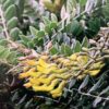 Saphora Tomentosa 3G