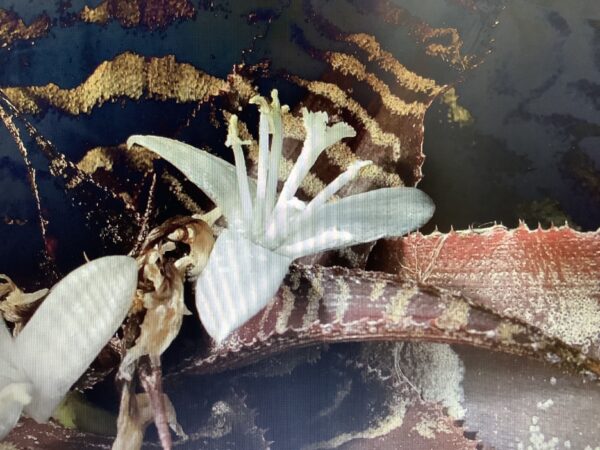 Cryptanthus Fosterianus 1G