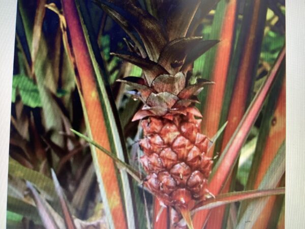 Ananas Lucidus - red pineapple 1G