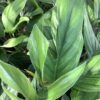 Monstera Pinnatipartita 1G
