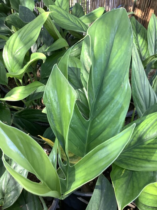 Monstera Pinnatipartita 1G