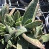 Gasteria Carinata 1G