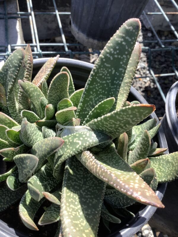 Gasteria Carinata 1G