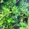 Ernodea Littoralis - Beach Creeper 3G