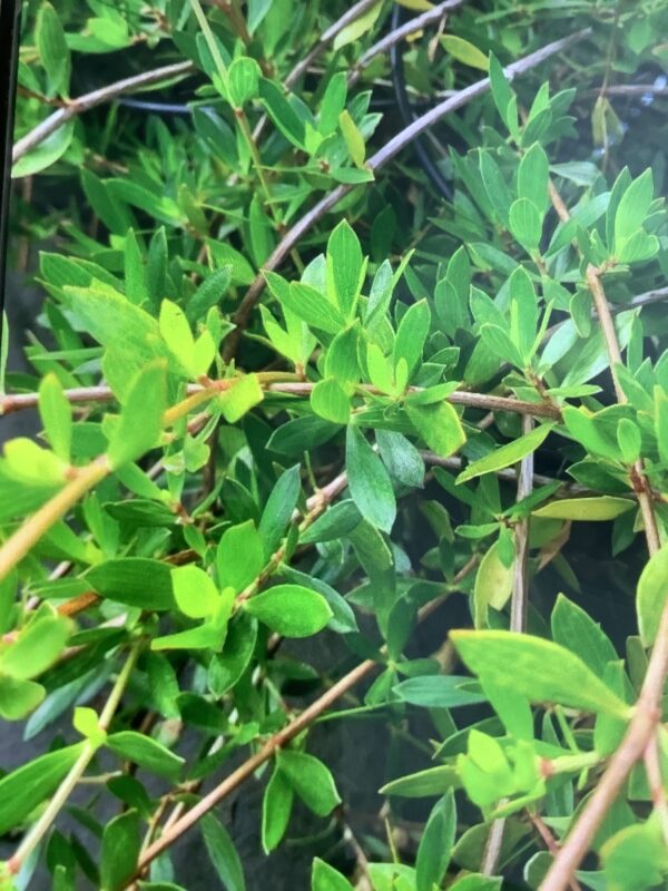 Ernodea Littoralis - Beach Creeper 3G