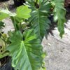 Alocasia gigantea 15G