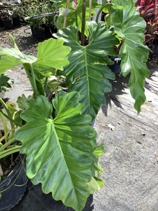 Alocasia gigantea 15G