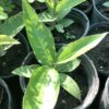 Coccoloba Diversifolia 3G