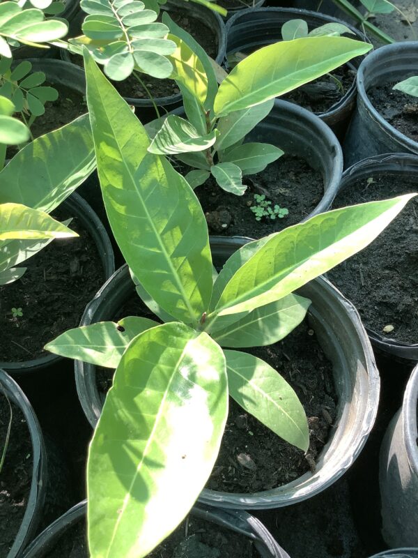 Coccoloba Diversifolia 3G