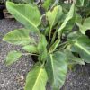 Philodendron Congo Green 7G