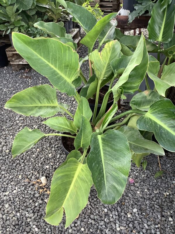 Philodendron Congo Green 7G