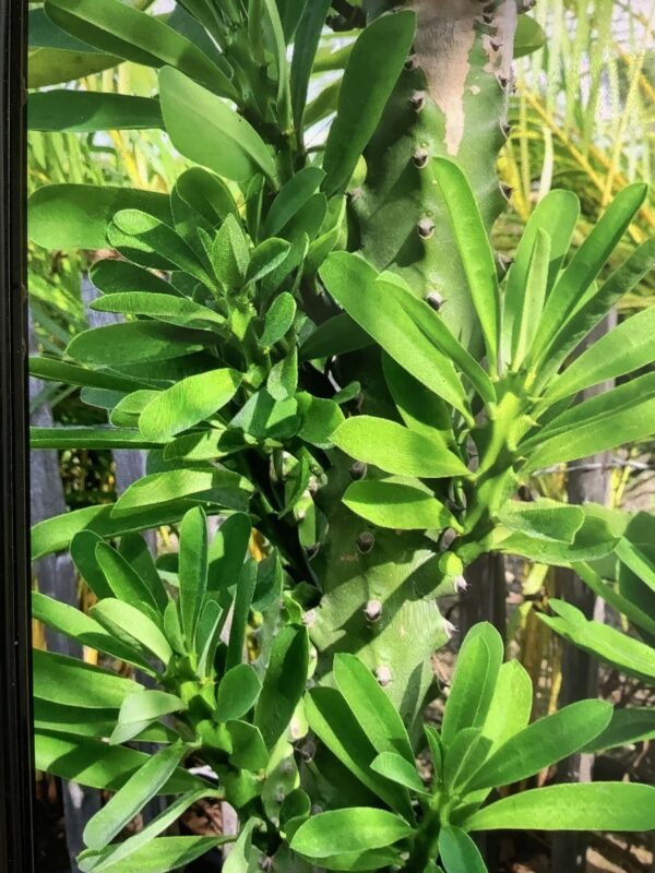 Euphorbia Neriifolia 3G