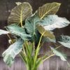 Alocasia 3G (Regal Shields)