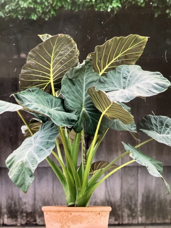 Alocasia 3G (Regal Shields)