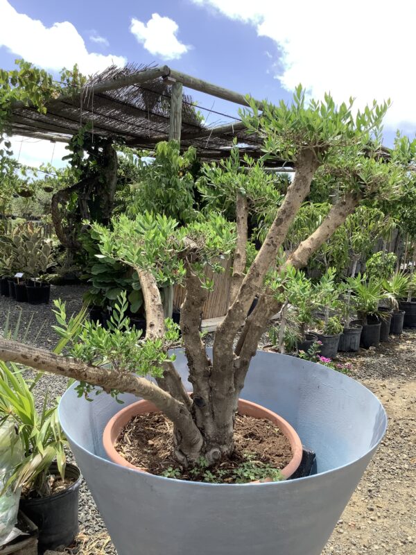 Olijf boom bonzai 'ponpon'