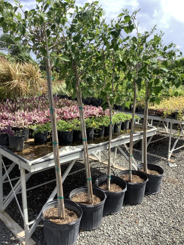 Hibiscus op stam 7G (Hibiscus rosa-sinensis)