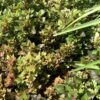 Alternanthera 1G
