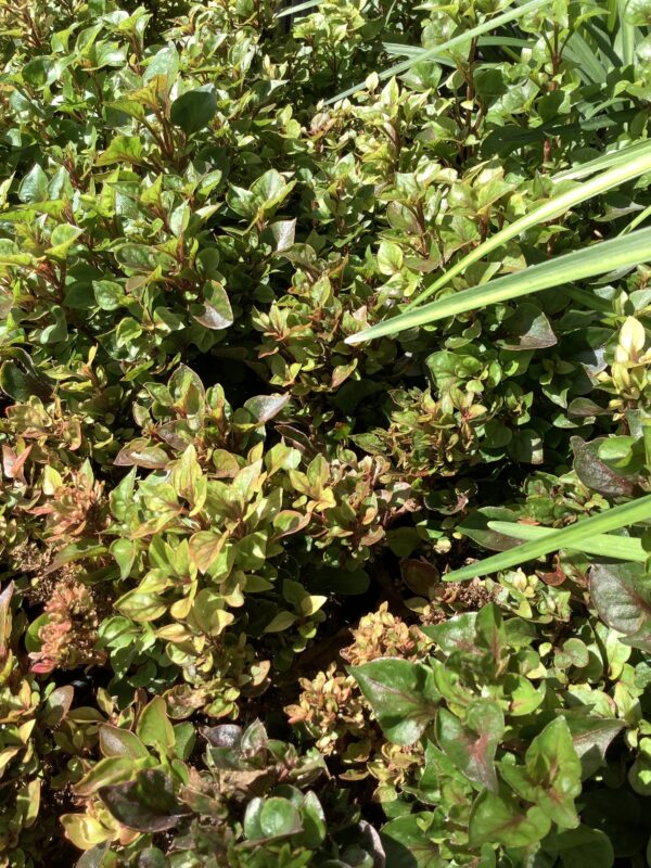 Alternanthera 1G