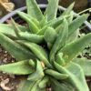 Aloe 1G (Black Gem)