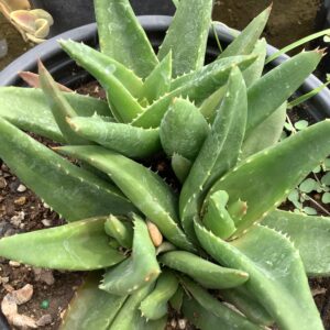 Aloe 1G (Black Gem)