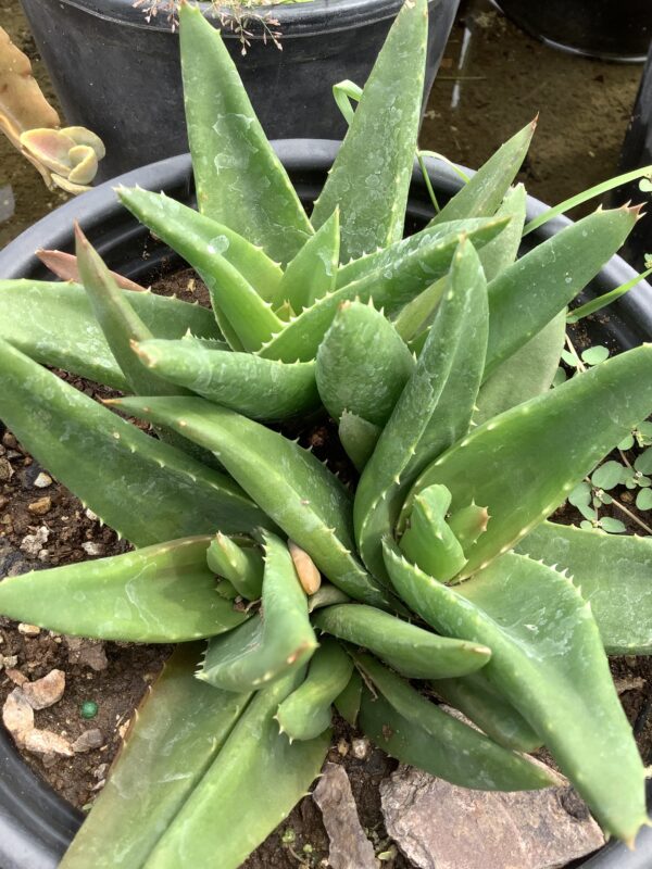 Aloe 1G (Black Gem)