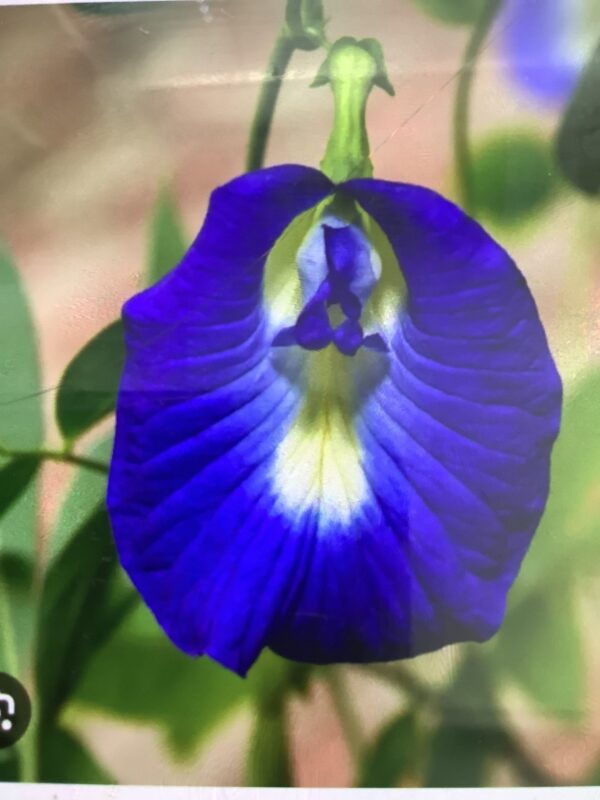 Blue Butterfly Pea - Clitoria 3G
