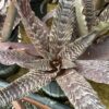 Cryptanthus Fosterianus 3G