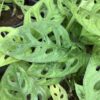 Monstera “ Monkey Mask” 1G