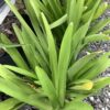 Spider lily - Hymenocallis Speciosa  3G