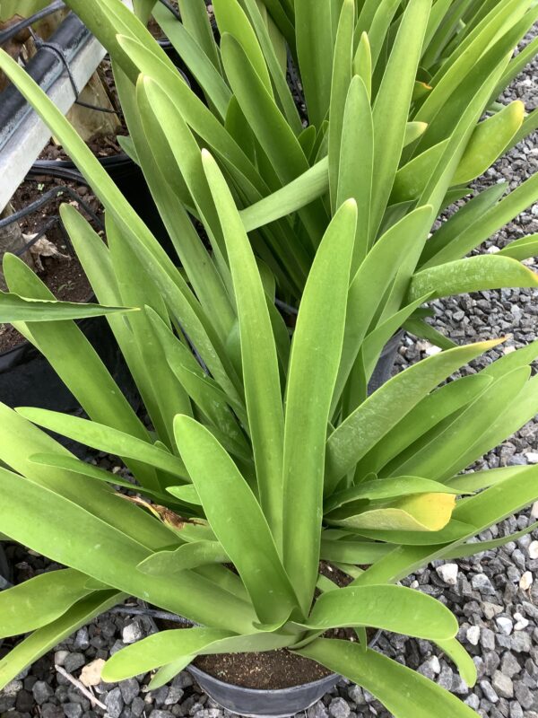 Spider lily - Hymenocallis Speciosa  3G