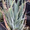Aloe 1G (Blue Elf)