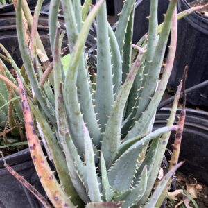 Aloe 1G (Blue Elf)