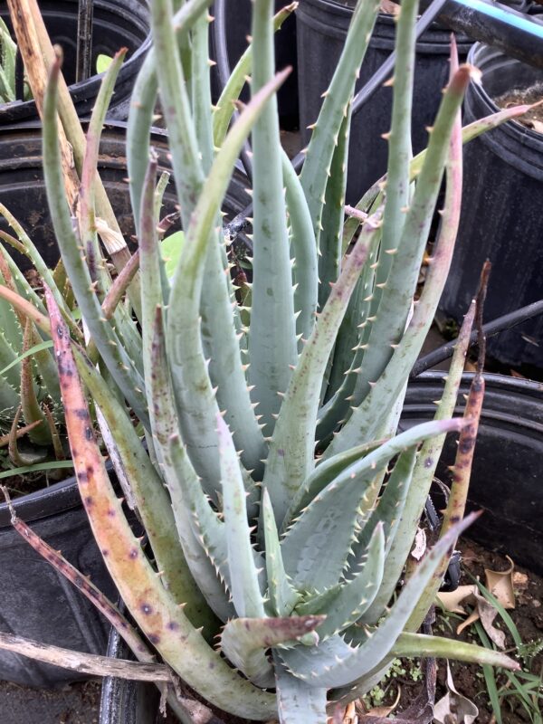 Aloe 1G (Blue Elf)
