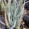 Aloe 3G (Blue Elf)