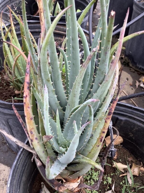 Aloe 3G (Blue Elf)