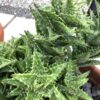 Aloe 1G (Squarrose)