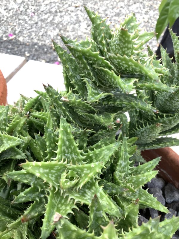 Aloe 1G (Squarrose)