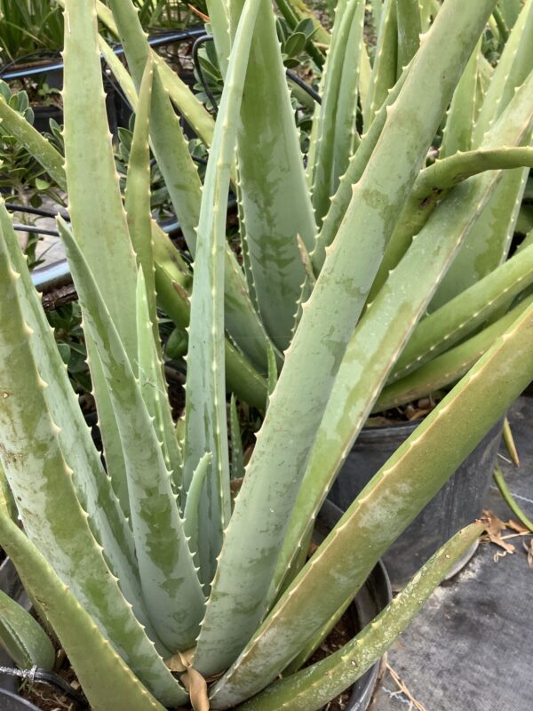 Aloe Vera 3G (Aloe barbadensis miller)