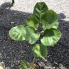 Aralia Fabian 3G (aralia polyscias scutellaria)