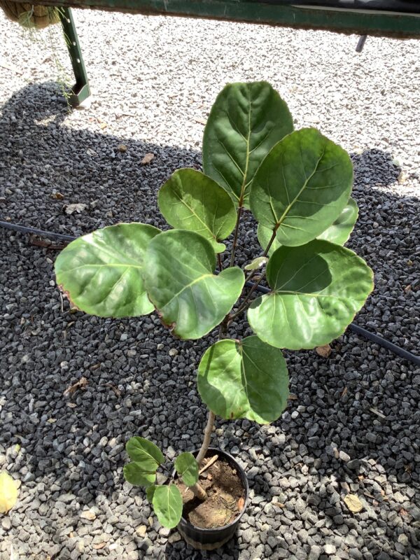Aralia Fabian 3G (aralia polyscias scutellaria)